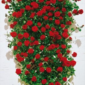 Rosa Rampicante Rossa